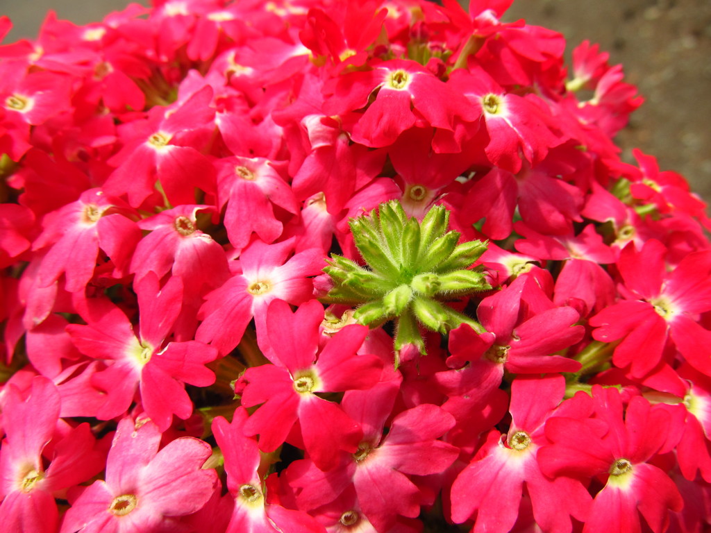 赤い花に埋もれて