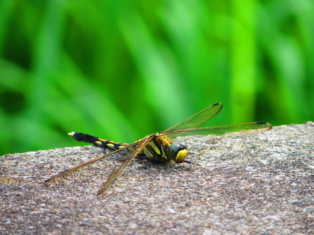 黄色い蜻蛉