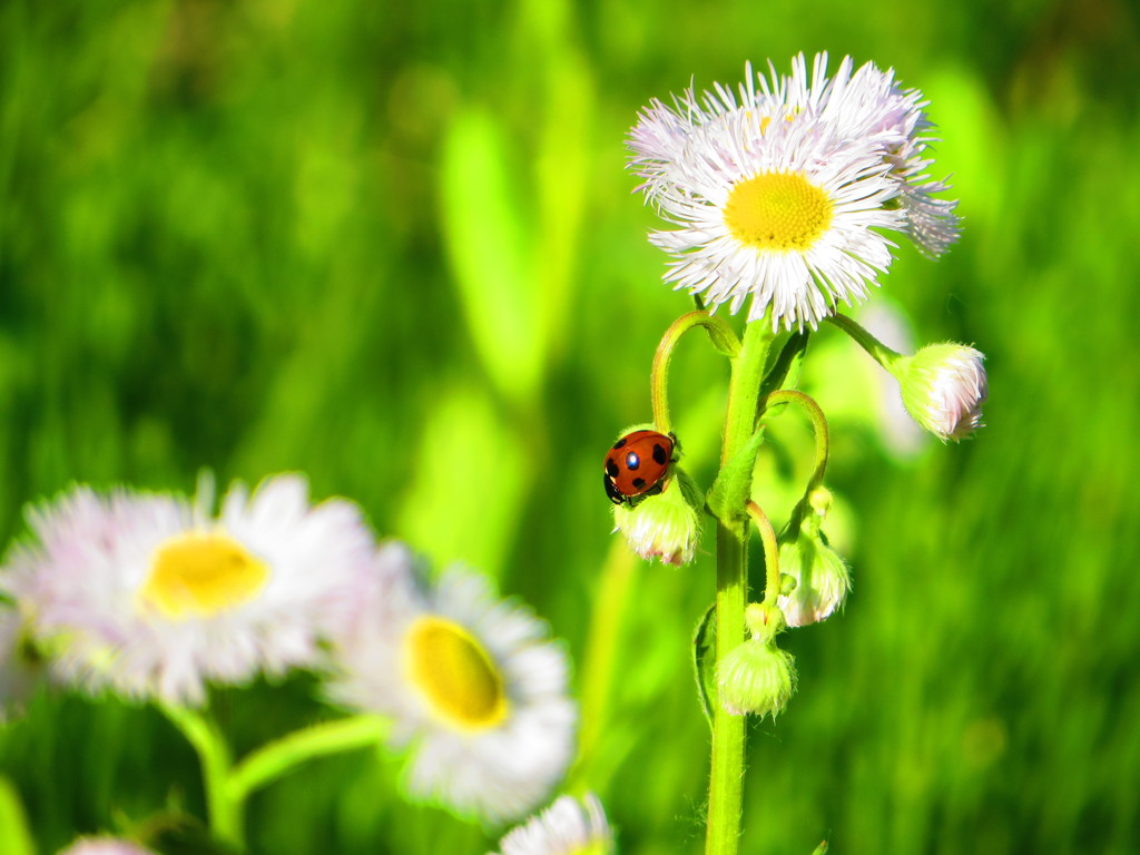 ハルジオンとてんとう虫