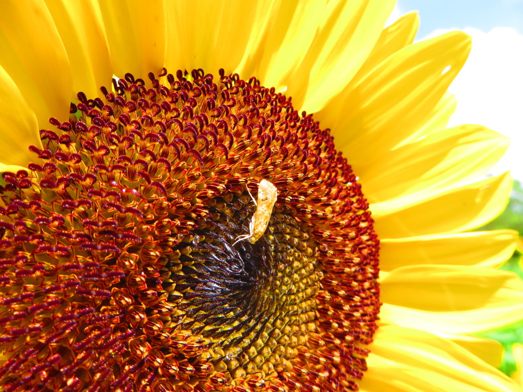 夏の花　２