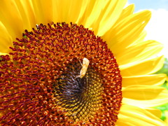 夏の花　２