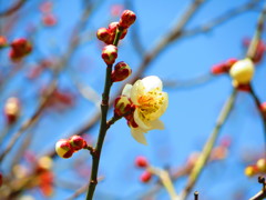 白梅２