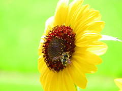 夏の思い出　ひまわり７