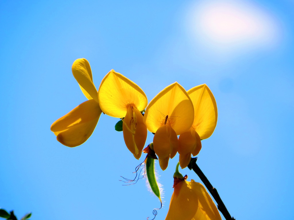 黄色い花と青い空と隠れた虫