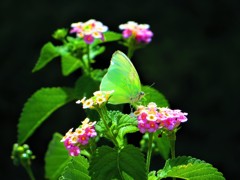 花と蝶（白色）