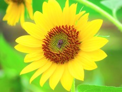 ひまわり　４