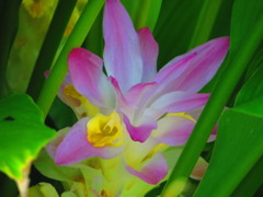 夏の花　８