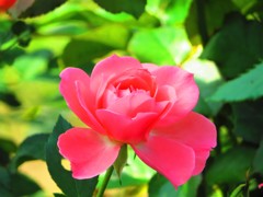 今興味のあるもの　薔薇２