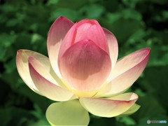 夏色の花　４