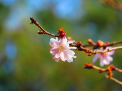十月桜