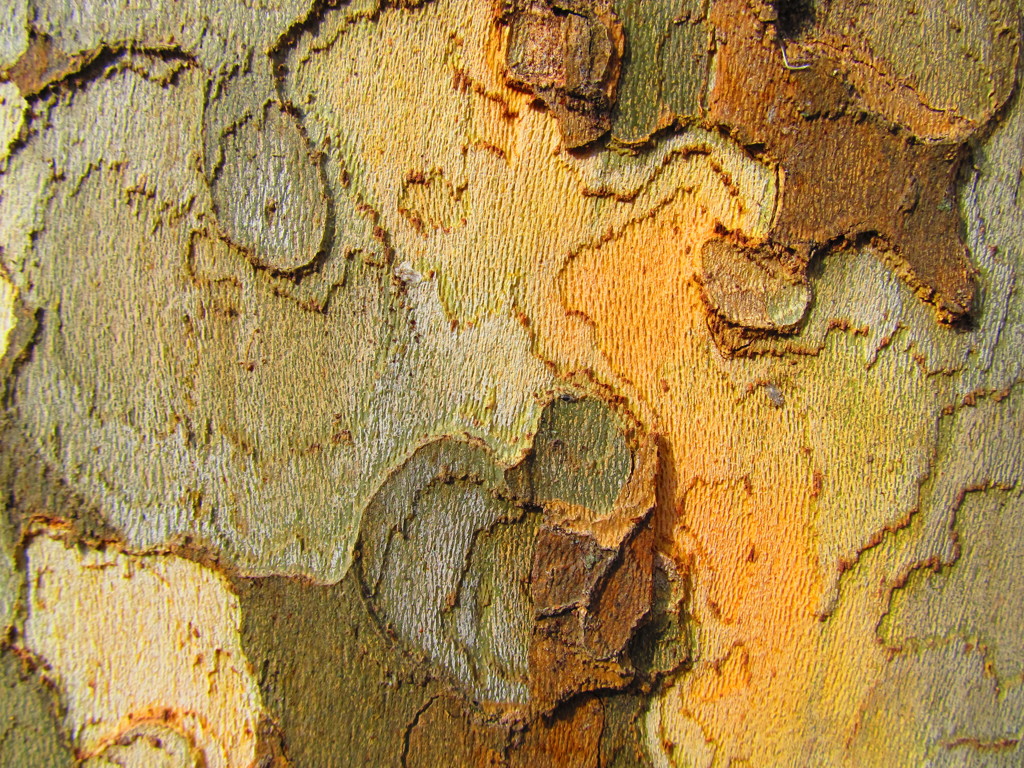 自然のモザイク（樹皮）