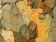 自然のモザイク（樹皮）