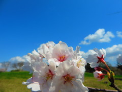 桜　青空