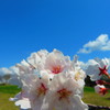 桜　青空