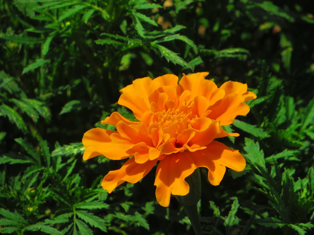 夏の思い出　マリーゴールド