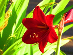 赤い花４