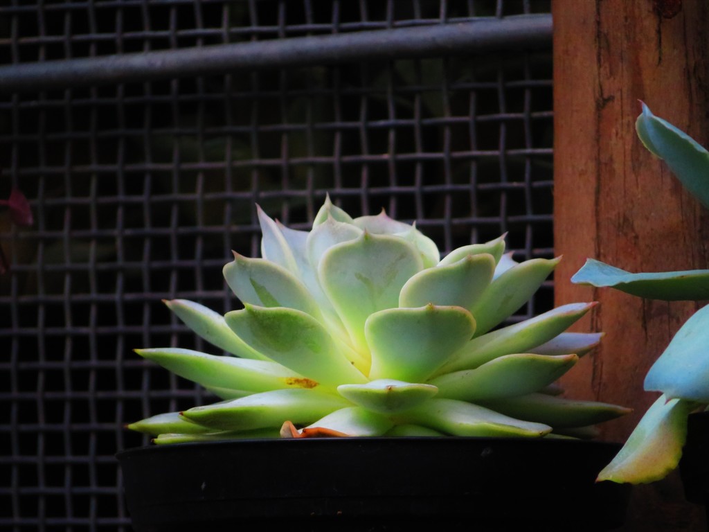 なんとなく楽しくなる植物１