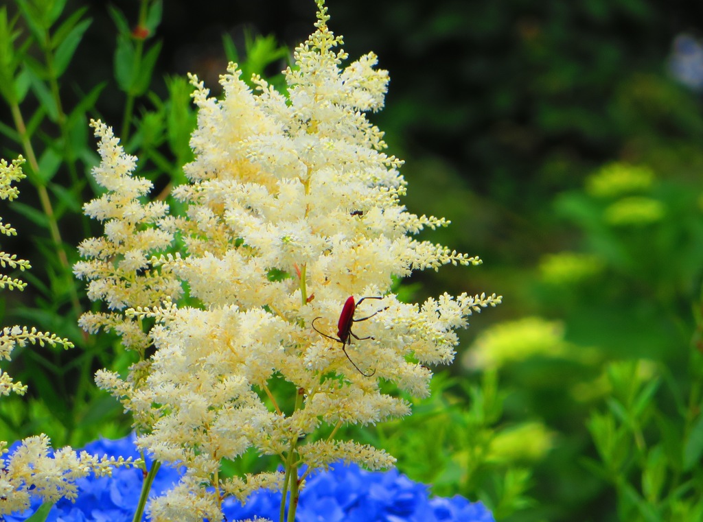 白い花 赤い虫 By かずかずｚｏｒｇ Id 写真共有サイト Photohito