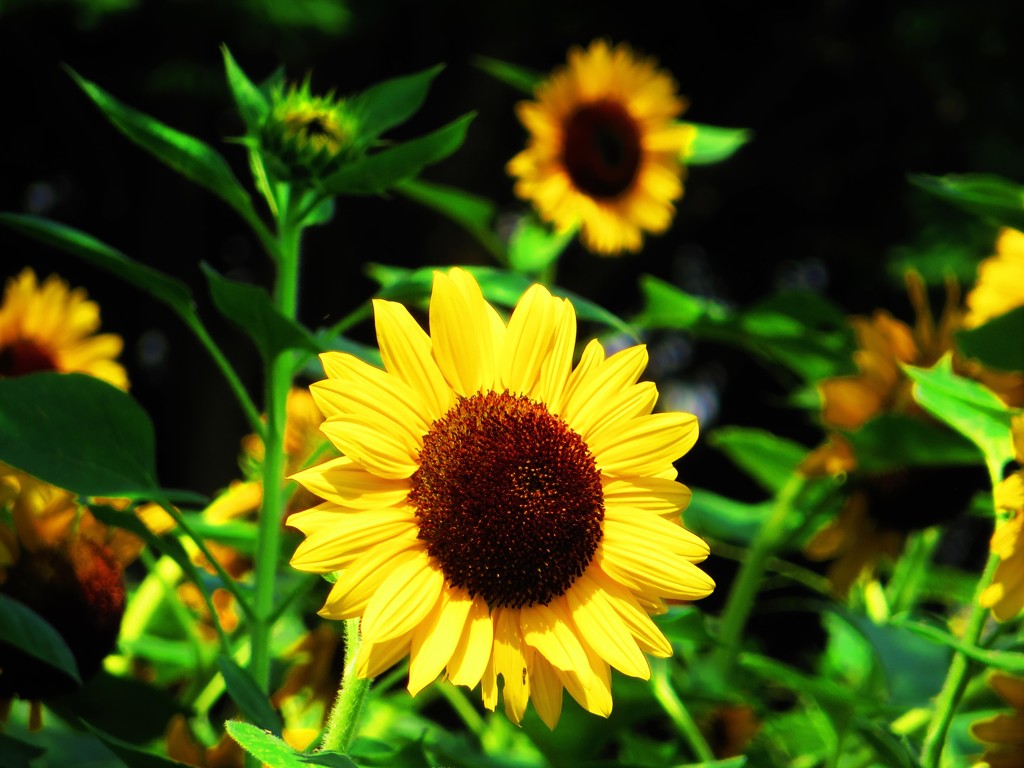 夏の花