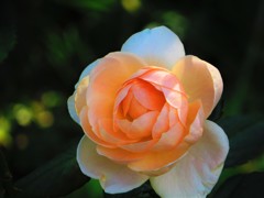 今日であった花　４