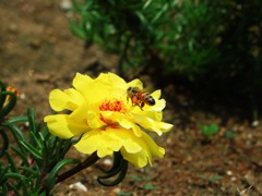 松葉草と蜂