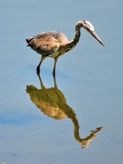 鷺　幼鳥