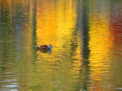 紅葉の中を泳ぐ３