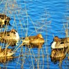 野鳥　平和