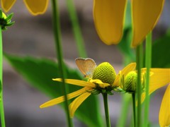 黄色い花と蝶