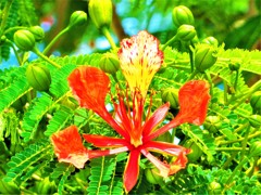 沖縄で見た花　沖縄の花