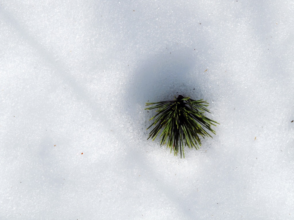 雪の中の松葉