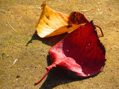 紅葉