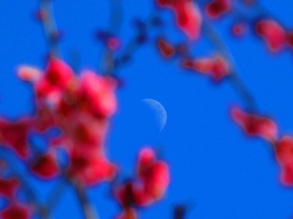 紅梅と月