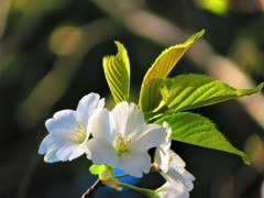 桜　山桜