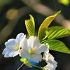 桜　山桜