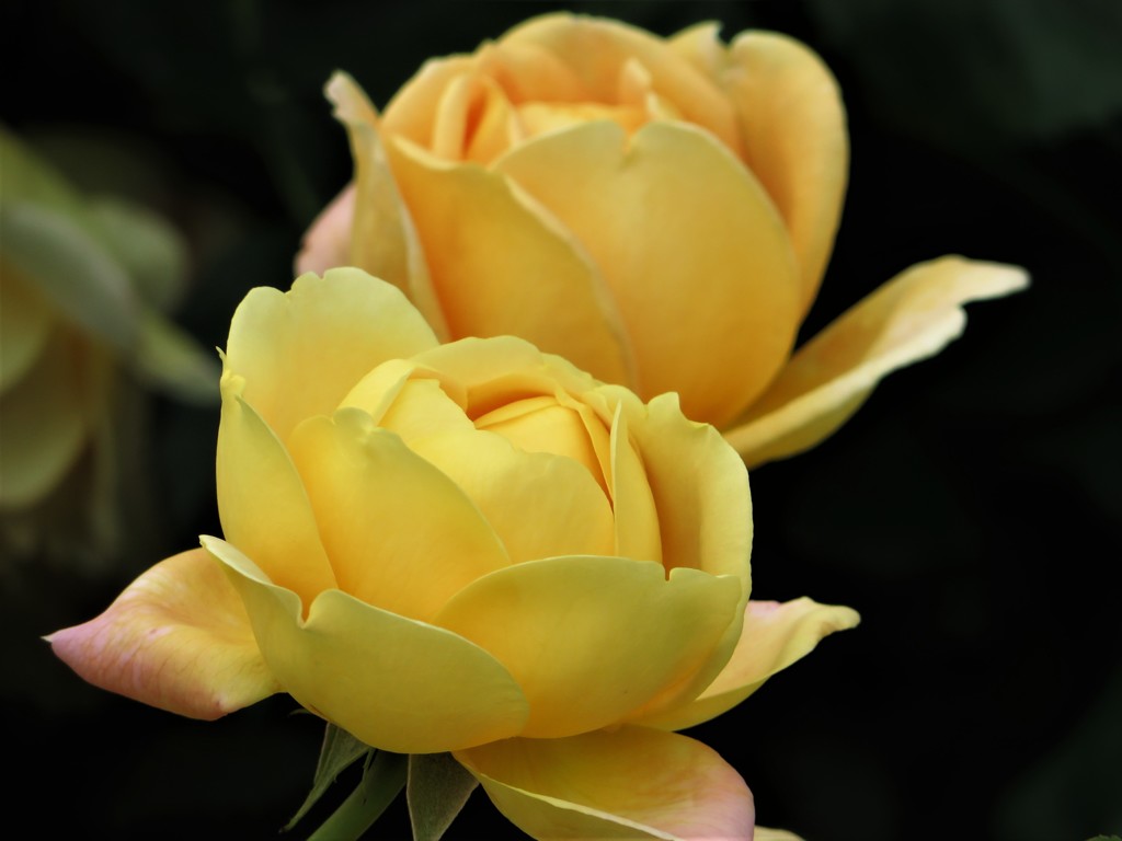 薔薇　黄色