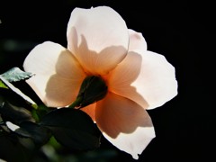 秋色　薔薇３