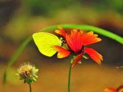 花と蝶（黄色）