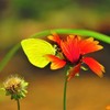 花と蝶（黄色）