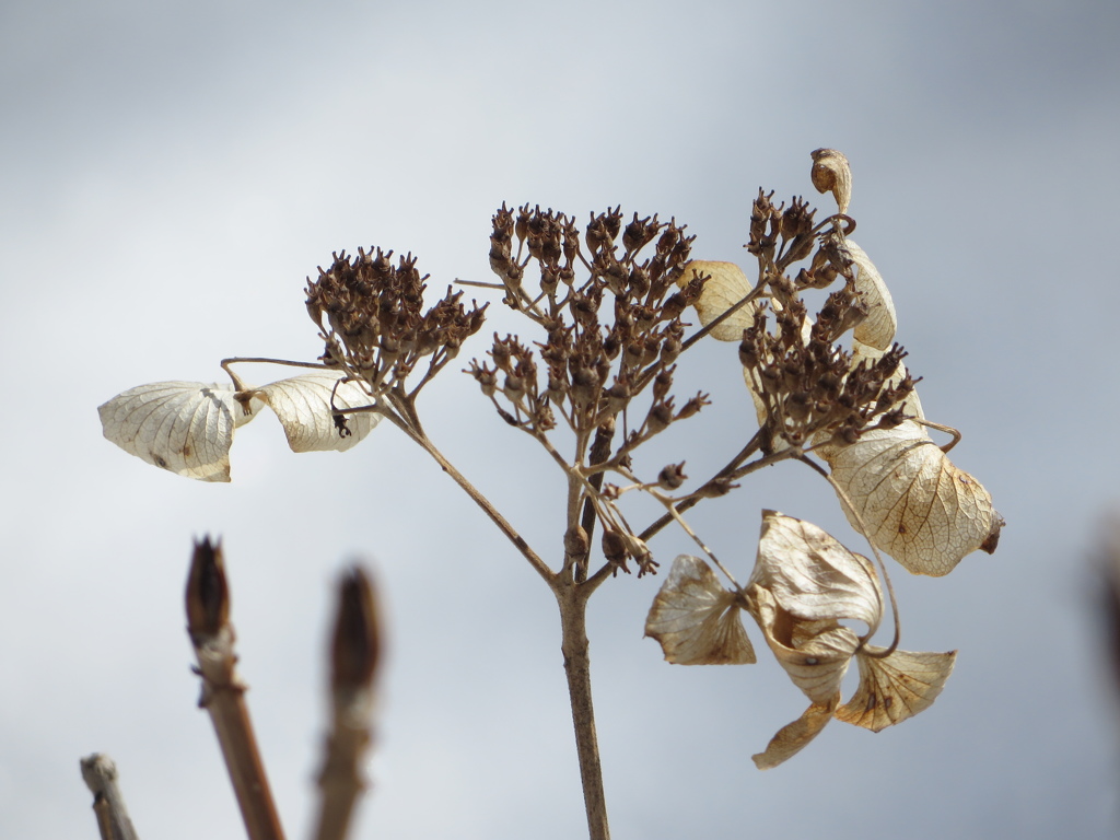 冬の紫陽花