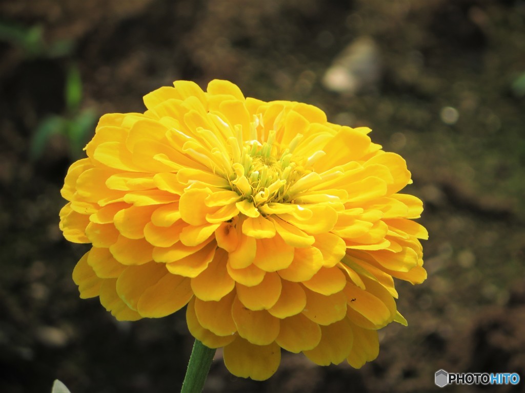 金盞花
