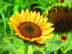 夏の花　６