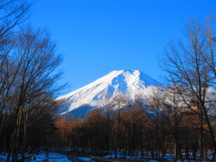 林の中から望んだ富士