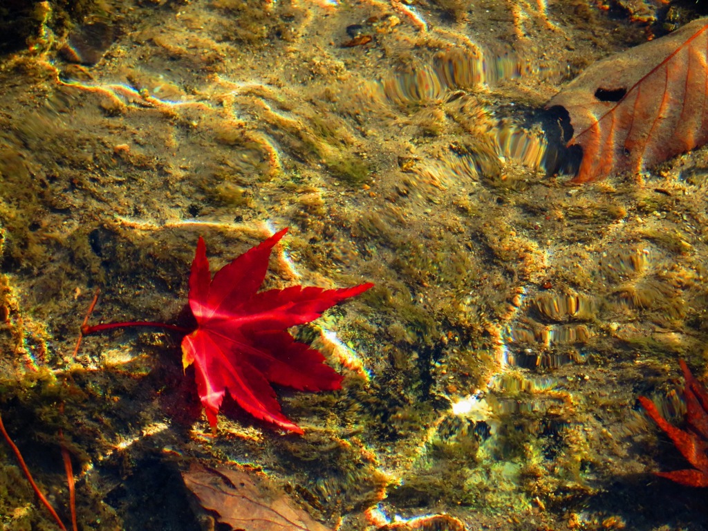 清流の中の紅葉