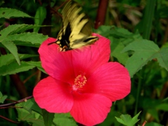 秋の花？？