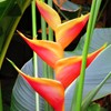 南国の花