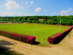 花咲くグランド