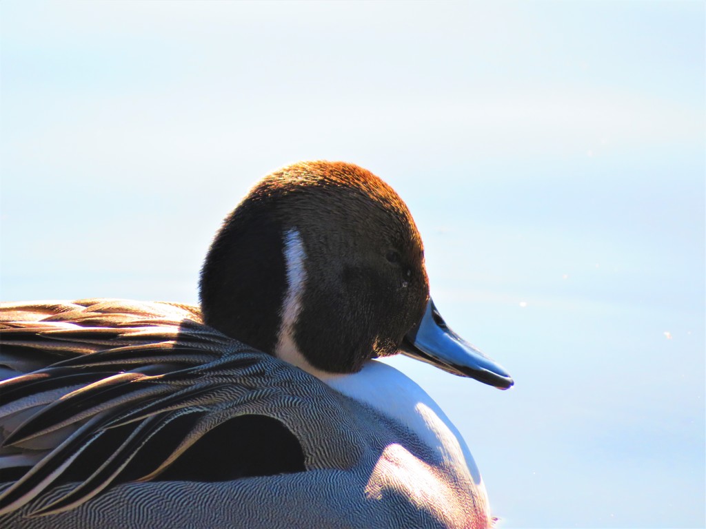 野鳥