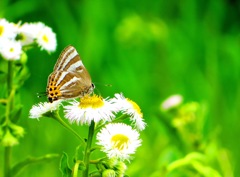 輝く新緑の中でⅣ