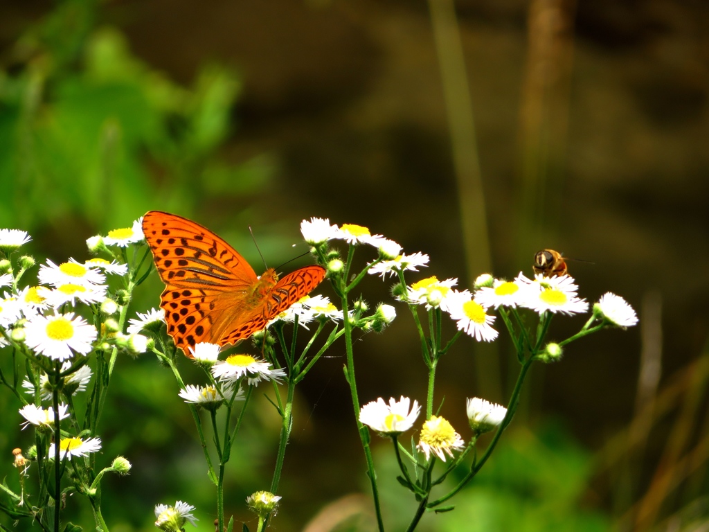 ヒョウモンチョウとハナアブ